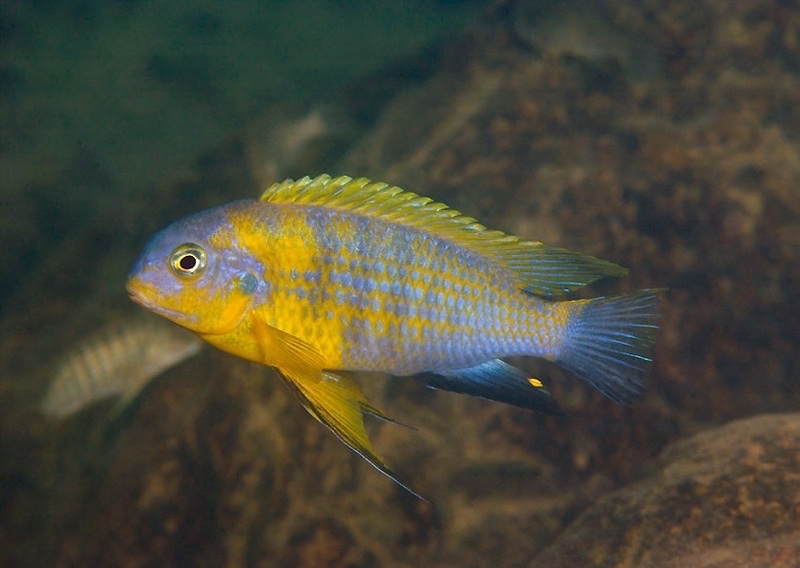 Tropheops sp. 'mauve yellow' Manda
